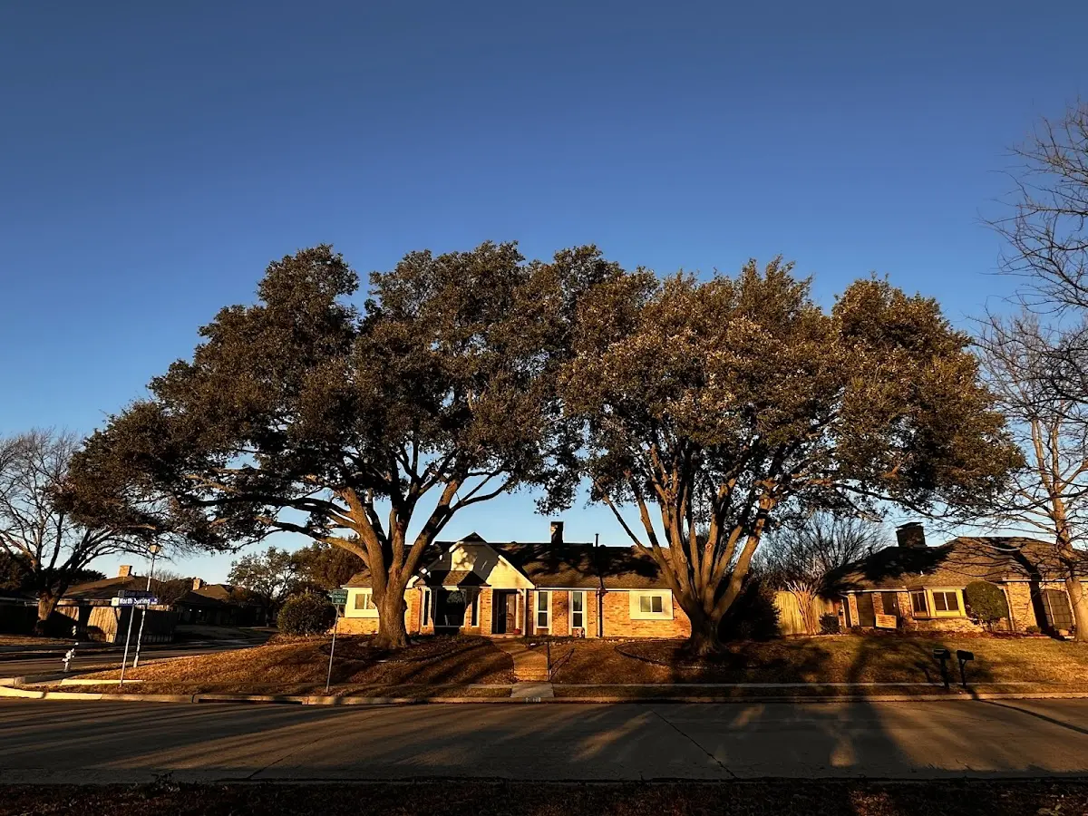 Established residential canopy tree shading a home in Harleigh
